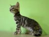 Дополнительные фото: Бенгальский котенок Bengal