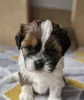 Фото №3. Великолепные щенки Shih tzu готовы к работе.  США