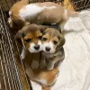 Фото №3. Наши очаровательные щенки бигля AKC.  Бельгия