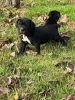 Дополнительные фото: Nuttede Cane Corso очень красив и безопасен для всех