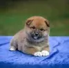 Фото №3. Preciosos cachoros Shiba Inu en Venta.  Испания