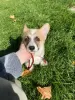 Дополнительные фото: Corgi Welpen