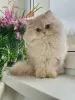 Фото №3. Британские длинношерстные шатоны доступны по запросу.. Бельгия