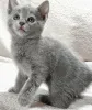 Фото №3. Игривые очаровательные русские голубые котята. Чехия