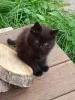 Дополнительные фото: Ищем дом для пяти невероятно красивых котят