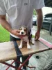 Дополнительные фото: Beagle щенки на продажу