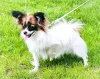 Фото №3. Папийон, Papillon.  Австрия