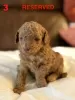 Дополнительные фото: 4 Entzückende Maltipoo-babys 1.800