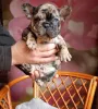 Дополнительные фото: Милые щенки французский бульдог.