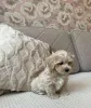 Фото №3. Maltipoo F1 in guten Händen.  Германия