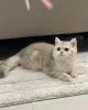 Фото №3. Пушистые британские короткошерстные котята Тедди-Мишка, чистокровные и здоровые. Германия