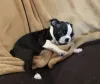 Фото №4. Продажа бостон-терьера в Орхусе частное объявление, заводчик - цена 92767₽
