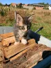 Фото №3. Котенок Мэн Кун для усыновления. Германия