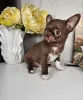 Фото №1. чихуахуа - купить в Дюссельдорфе за договорная. Объявление №167595