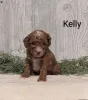 Фото №3. Красивый Parti Poodle Puppy на продажу.  Великобритания