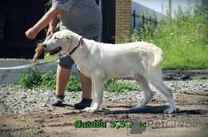 Дополнительные фото: Щенок Среднеазиатской овчарки