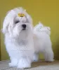 Фото №2 к объявлению №81067 о продаже мальтийскую болонку - купить в Украине частное объявление, из питомника