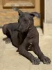 Фото №3. Превосходная щенка мужского пола Xoloitzcuintle Bronze на продажу.  Бельгия