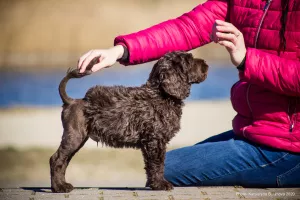 Дополнительные фото: Portuguese water dog puppies