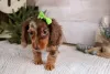 Фото №3. Симпатичные очаровательные щенки таксы на продажу, свяжитесь с WhatsApp Business.  Германия