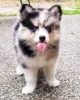 Дополнительные фото: Голубые глаза Pomsky Puppies