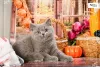 Дополнительные фото: Британская короткошерстная кошечка