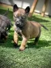 Фото №3. Chiots Berger Belge в продаже.  Франция