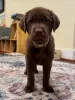 Фото №2 к объявлению №163764 о продаже лабрадор-ретривера - купить в Нидерландах частное объявление, заводчик