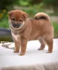 Фото №3. Welpen de Shiba inu Zur Adposción.  Германия