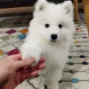 Дополнительные фото: Purebred Spitz Puppies доступно для здоровья проверено и хорошо социализировано