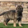 Фото №3. Deutsche Schäferhundwelpen zu verkaufen.  Австрия
