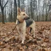 Дополнительные фото: Веста ищет дом!