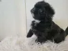 Фото №3. Потрясающие имперские щенки kc shih tzu.  Великобритания