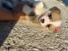 Дополнительные фото: I sell Pembroke corgi puppies