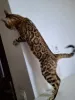 Дополнительные фото: BENGAL KITTEN