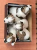 Дополнительные фото: Щенки джек-рассел-терьера короткошерстные