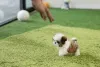 Дополнительные фото: Teacup Shih tzu щенки