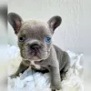 Фото №1. французский бульдог - купить в Париже за договорная. Объявление №138543
