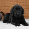 Фото №2 к объявлению №156358 о продаже лабрадор-ретривера - купить в Великобритании частное объявление