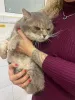 Фото №3. Пристраивается красивейший крупный серый кот по имени Котя.. Россия