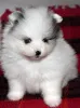 Фото №1. померанский шпиц - купить в Rapperswil-Jona за Бесплатно. Объявление №140242