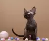 Фото №3. Devon rex шоколад. Германия