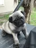 Фото №2 к объявлению №165416 о продаже мопса - купить в Австрии частное объявление, заводчик
