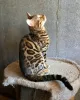 Дополнительные фото: Вязка бенгальских кошек