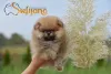 Дополнительные фото: Щенки Померанский бу, миниатюрные щенки Spitz
