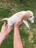 Дополнительные фото: Beagle Puppy