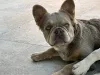 Фото №2 к объявлению №154876 о продаже французского бульдога - купить в Сербии заводчик