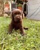 Фото №3. Labrador Retriever-Welpen Zur усыновление.  Германия