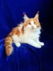 Дополнительные фото: Котята Мейн-кун