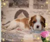 Фото №3. Кавалер кинг чарльз спаниель - девочка.  Беларусь